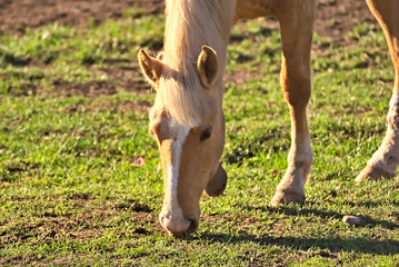 Naklejka na ściany i meble Horses free on a field in Argentina