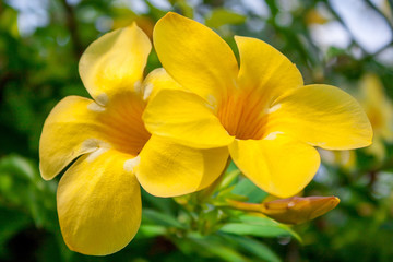 Fototapeta premium Orchidee gelb Thailand
