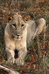 Tarangire National Park, Tanzania, Africa