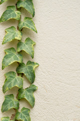 Variegated ivy, Hedera canariensis on concrete wall