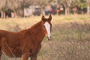 Cute brown foal on a field in Argentina
