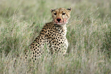Serengeti Safari, Tanzania, Africa