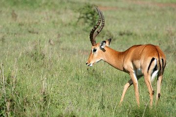 Serengeti Safari, Tanzania, Africa