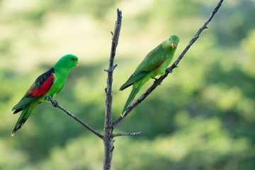 Pair of crimson winged parrots, Aprosmictus erythropterus