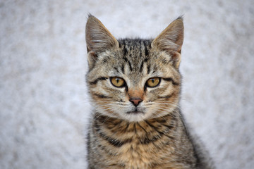 Fototapeta premium Little kitty staring sharply