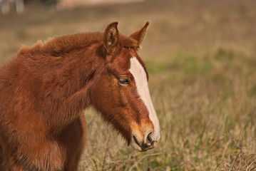 Cute brown foal on a field in Argentina
