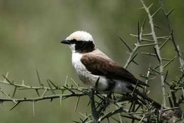 Serengeti Safari, Tanzania, Africa