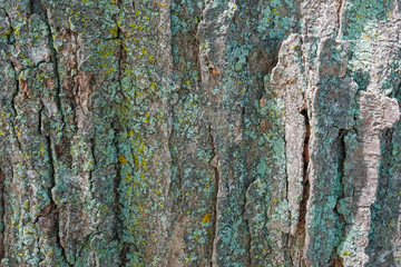 Bark Background