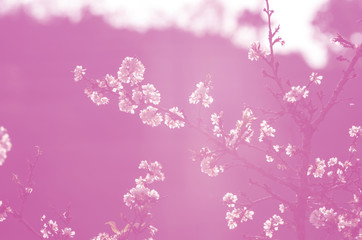 Fototapeta na wymiar soft focus white Sakura pink color tone