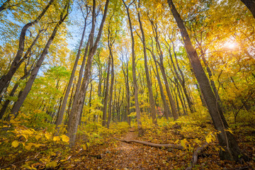 Fototapeta na wymiar Hiking Trail in Autumn 