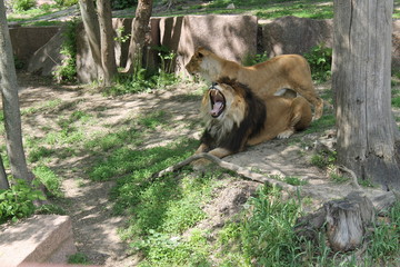 Lion and Lioness resting