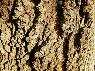 La corteccia di un grande albero. 