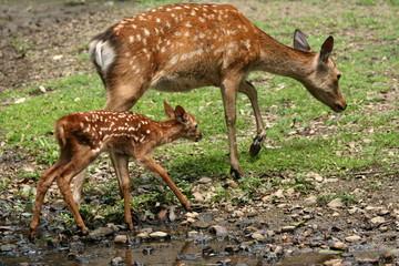 Mother and Baby Deer, Japan