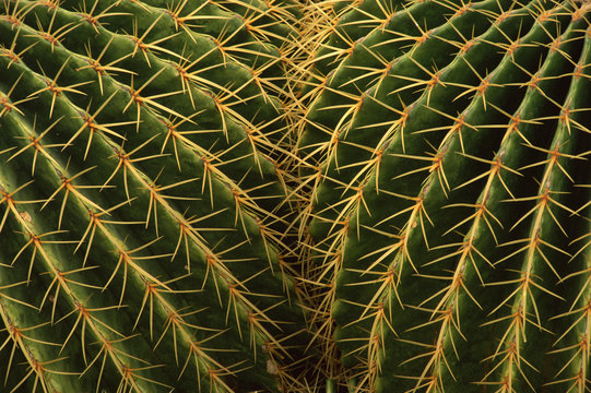 Golden barrel cactus close up