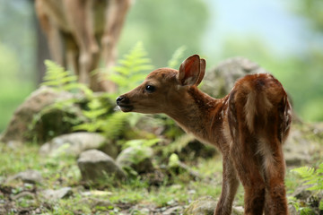 Baby Deer, Japan