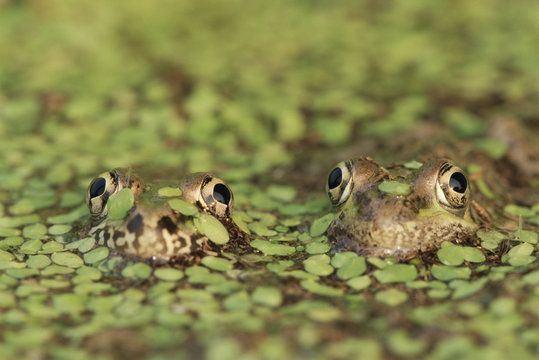 Pair of Rio Grande leopard frogs, heads emerging from water, USA