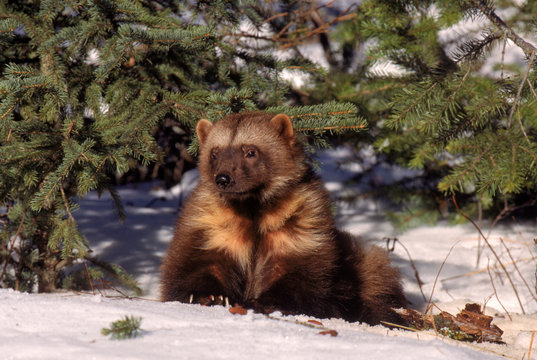 Wolverine sitting in snow