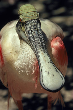 Spoonbill portrait, Florida