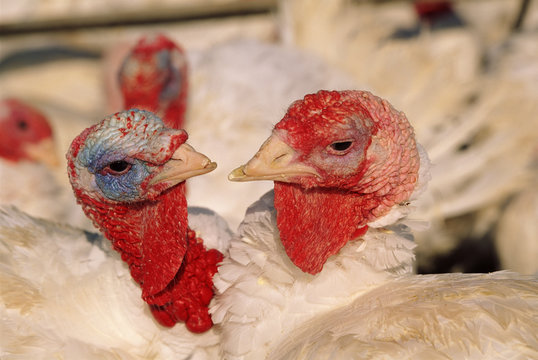 Turkeys, USA