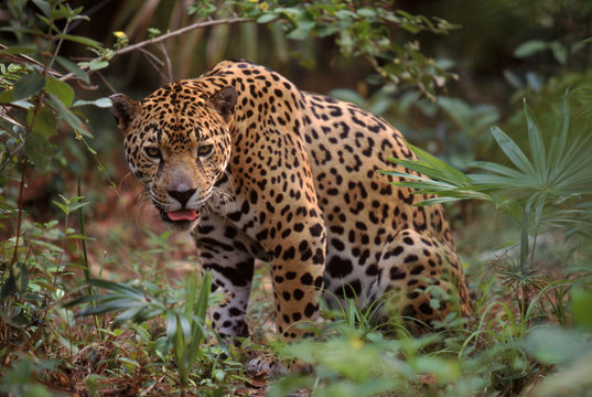 Jaguar portrait, Belize
