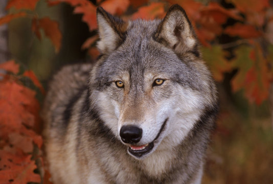 Wolf head portrait