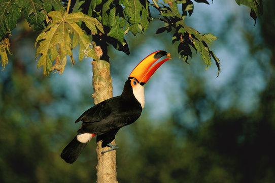 Toco toucan