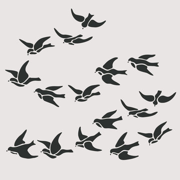swallow flocks silhouette set