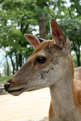 Deer, Japan
