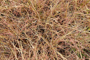 dry grass and dead