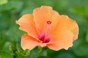 orange Hibiscus