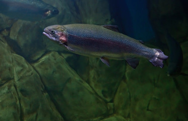 Rainbow trout or Salmon 