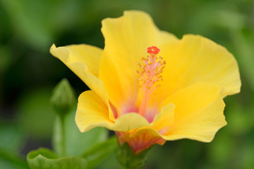 Fototapeta premium yellow Hibiscus