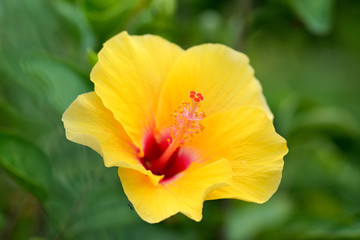 yellow Hibiscus