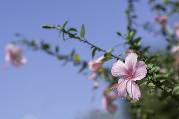Hibiscus pink bloom On sky background