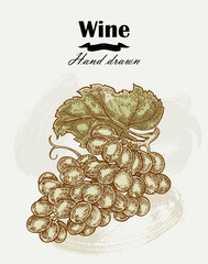 Hand drawn wine grapes vintage. Vector sketch