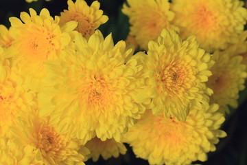 Obraz premium chrysanthemum