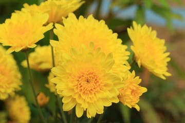 chrysanthemum