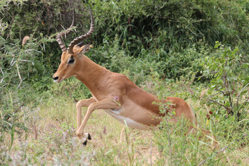 impala ( Aepyceros melampus )