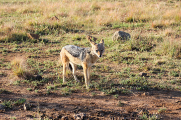 Black-backed jackal