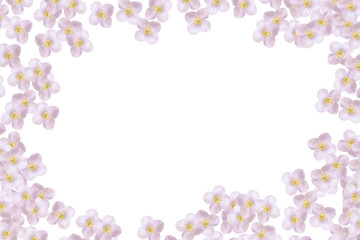 Obraz na płótnie Canvas branch of jasmine flowers isolated on white background