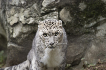 Snow leopard