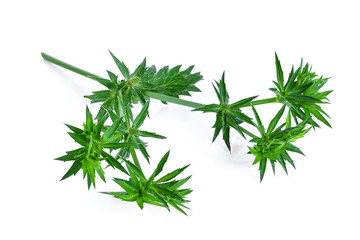 thai coriander flower isolated on white background