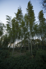 Fototapeta na wymiar Bamboo grove