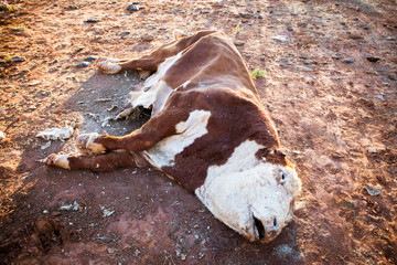 Dead Cow