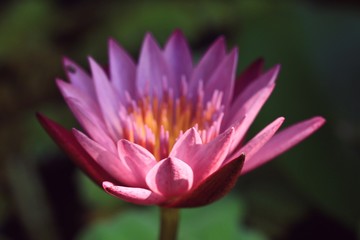 lotus