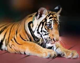 Fototapeta na wymiar Funny little tiger