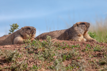 cute furry marmots