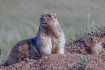 cute furry marmots