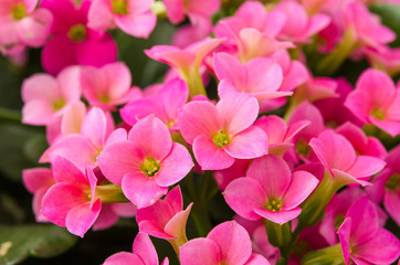 Kalanchoe blossfeldiana