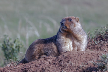 cute furry marmots